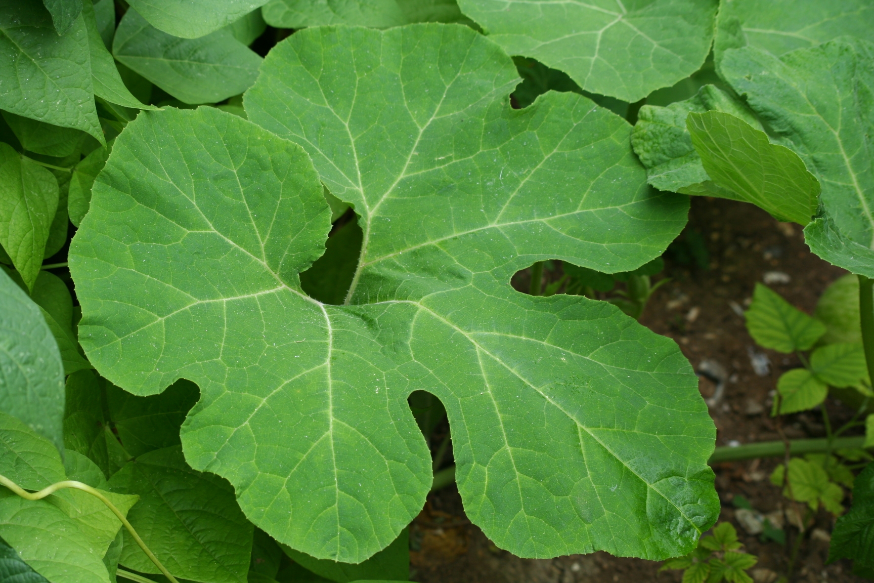 Cucurbita ficifolia